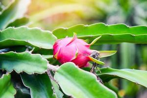 drakfrukt på drakfruktträdet som väntar på skörden i jordbruksgården på asian, pitahaya plantage drakfrukt i thailand på sommaren foto