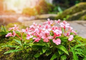 rosa blomma växer på klippan med grön mos ormbunke och vattenfall stream floden bakgrund foto