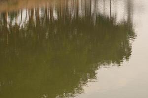 mörkgröna träd reflekterar sötvattensjöns kvällsyta, med en lugn atmosfär, mjukt solljus och varma, rikliga träd. foto