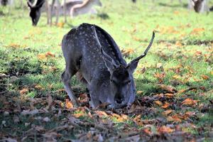 en vy av några dovhjortar i richmond park i london foto