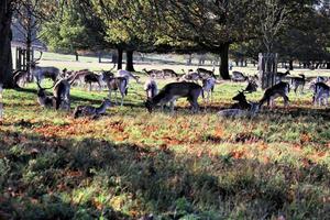 en vy av några dovhjortar i richmond park i london foto