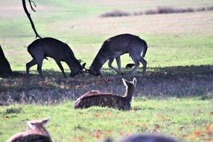 en vy av några rådjur i richmond park i london foto