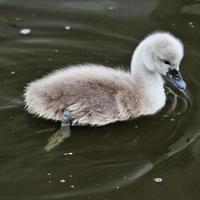 en närbild av en stum svan cygnet på nantwich lake foto