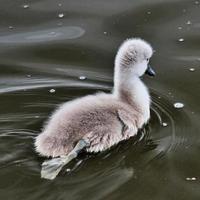 en närbild av en stum svan cygnet på nantwich lake foto