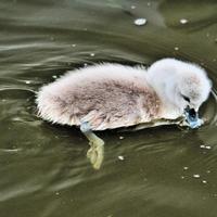 en närbild av en stum svan cygnet på nantwich lake foto