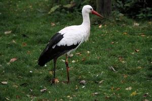 en närbild av en vit stork vid martin mer naturreservat foto