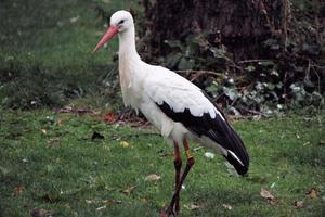 en närbild av en vit stork vid martin mer naturreservat foto