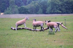 en vy av ett får på ett fält i cheshire foto