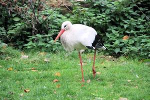 en närbild av en vit stork vid martin mer naturreservat foto