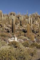 den berömda kaktusön i bolivias uyuni saltlägenheter foto