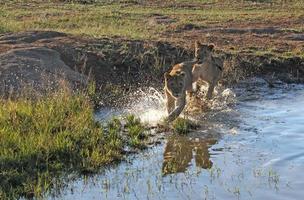 två unga lejon springer genom det grunda vattnet i en damm i ett sydafrikanskt naturreservat foto