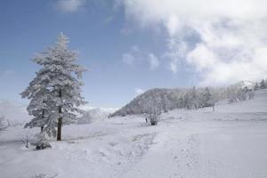 i de snöiga bergen nära kusatsu onsen, japan foto