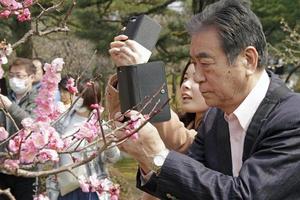 kyoto, japan - 20 mars 2017 - besökare tar närbilder av körsbärsblommor med sina smartphones i en park på våren. foto