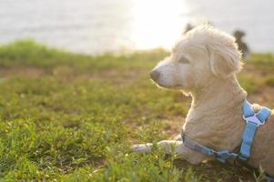 porträtt av liten hund vid havet under solnedgången. foto