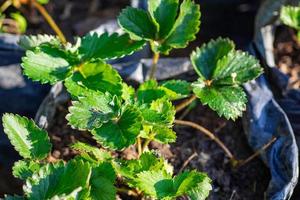 närbild av jordgubbsblad med solljus foto