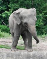 ung asiatisk elefant på zoo foto