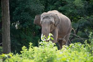 elefant i skogen foto