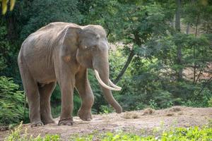 asien elephent tjudra med kedja foto