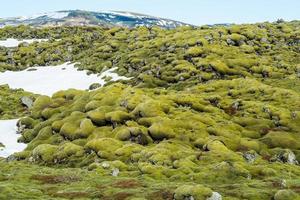 det underbara av eldhraun lavamossafält på island. detta imponerande lavafält är det största lavaflödet i världen. foto