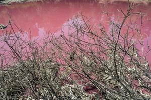 det döda trädet med saltvatten rosa sjö i bakgrunden, melbourne, australien. foto