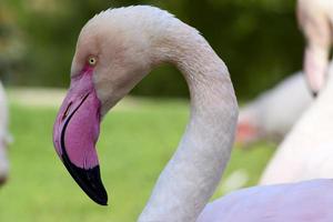 närbild porträtt av flamingo foto