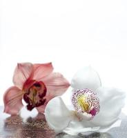 vacker orkidéblomma