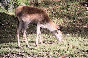 utsikt över ett kronhjort på landsbygden i Cheshire foto