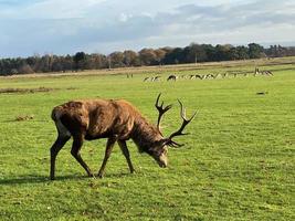 utsikt över ett kronhjort på landsbygden i Cheshire foto