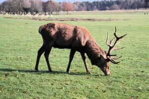 utsikt över ett kronhjort på landsbygden i Cheshire foto