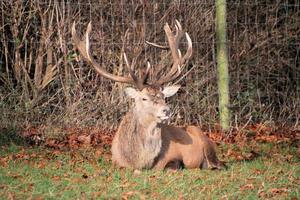 utsikt över ett kronhjort på landsbygden i Cheshire foto