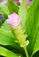 siam tulpanblomma eller curcuma alismatifolia foto