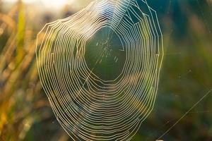 spindelnät med daggdroppar, sårad av en kall dimmig morgon. selektiv fokusering. foto