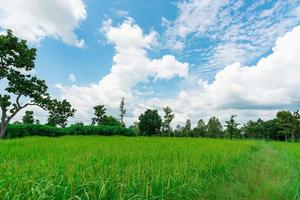 landskap grönt risfält och kassava plantage. ris gård med blå himmel och moln. jordbrukstomt till salu. jordbruksmark. risplantage. ekologisk risgård. kolkredit koncept. landsbygd. foto