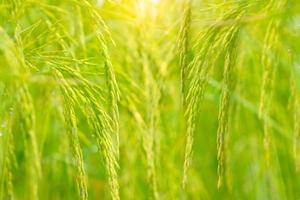 selektivt fokus på risöra på grön bakgrund. grönt risfält. forskning och utveckling av rissorter för det hållbara jordbrukssystemet. växtodling. risplantage. asiatisk mat. foto