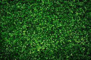 små gröna blad textur bakgrund med vackra mönster. ren omgivning. prydnadsväxt i trädgården. ekovägg. organisk naturlig bakgrund. många löv minskar damm i luften. tropisk skog. foto