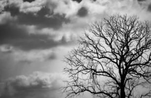 siluett döda träd på mörk dramatisk himmel bakgrund för skrämmande eller död. halloween natt. hopplöst, förtvivlan, ledsen och beklaga koncept. skrämmande skog. dramatisk skräck natt på halloween dag bakgrund. foto