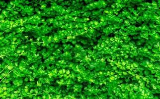 små gröna blad textur bakgrund med vackra mönster. ren omgivning. prydnadsväxt i trädgården. ekovägg. organisk naturlig bakgrund. många ljusa löv på sommaren. tropisk skog. foto