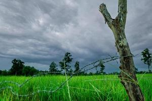 grönt risfält med taggtrådsstängsel och trästolpe med stormig himmel. risfarm i asien. grönt risfält. landskap av jordbruksgård. jordbruksområde. risfarm under regnperioden. foto