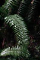 gröna fern blad foto