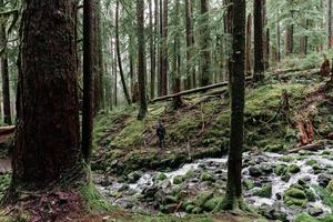 ström i skogen foto