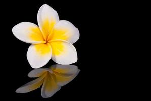 leelawadee blomma och dess reflektion foto