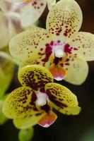 orkidéblommor foto