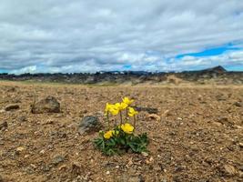 en ensam gul blomma på en mycket torr vulkanisk jord som visar lite hopp. foto