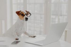 foto av upptagen stamtavla hund bär stora runda glasögon, upptagen med att arbeta vid bärbar dator, sitter framför skärmen, omgiven av moderna prylar, poserar i coworking space. djur, teknik