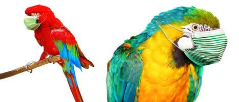 ara papegoja med medicinsk mask på semester foto