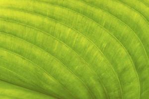 makrofotografi textur av gröna blad foto