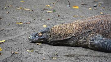 porträtt av komodo draken vilar. komodo är den största levande ödlan. foto