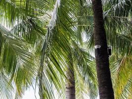 modern lykta hänger på kokospalmen. foto