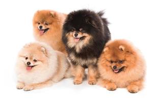 grupp av pomeranian spitz hundar foto