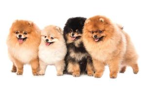 grupp av pomeranian spitz hundar foto